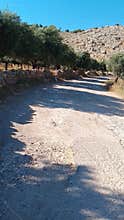 Rural dirt road with olive trees and stone wall