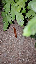 Brown slug on concrete with fly on green leaf