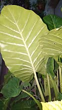 Large green Alocasia leaf texture