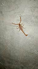 Yellow scorpion on concrete wall, dangerous venomous insect macro photography