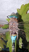 Close-up of Blue-Tailed Dragonfly with Big Green Eyes on Grape Leaf