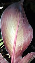 Lily Leaf Close Up - Red Burgundy Foliage Macro Texture