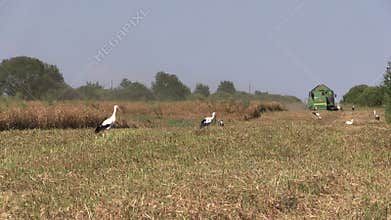 Combine harvest ripe wheat barley and stork birds