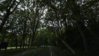 Dense tree canopy forms shaded tunnel over narrow country road with cars