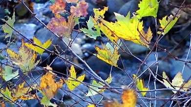 Small Creek and Leaves