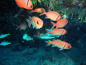Fish cavern