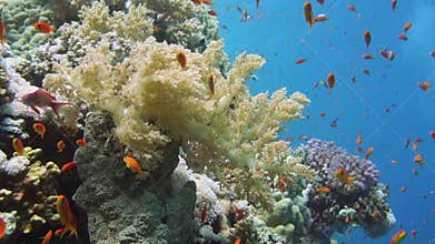 Scuba Diver, Tropical Fish and Coral Reef