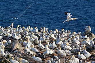 Gannet colony at Cape St. Mary , Newfoundland, Canada