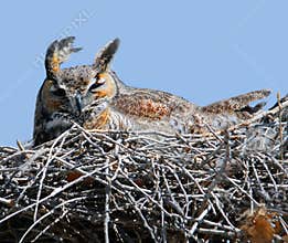 Owl in nest