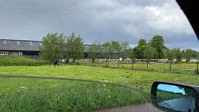 Rural Amsterdam, Rural Amsterdam horse and foal grazing in fenced Dutch pasture