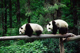 baby Pandas