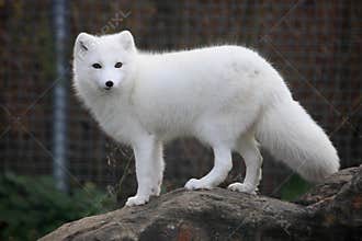 Arctic fox