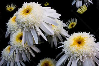 Deep Sea Daisy's