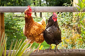 Happy chickens