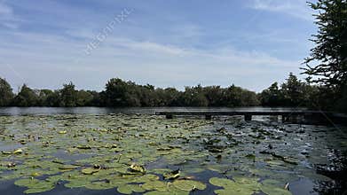 Quiet lakeside pond covered with lily pads beside wooden dock under wide