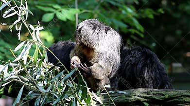 Scratching and grooming white-faced saki family