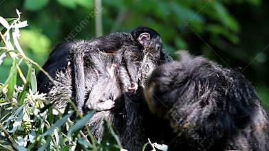 Bunched white-faced saki family with baby