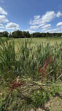 Marsh grasses and cattails in foreground with open grassy field and distant