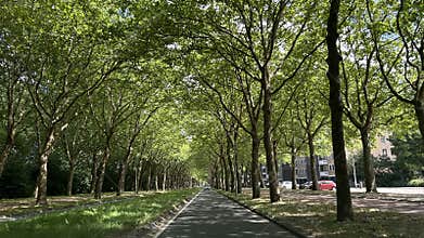 Tree-lined avenue with continuous canopy of mature plane trees over city