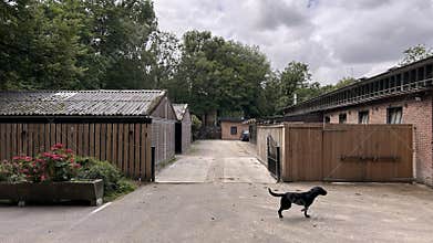 Black dog standing in quiet paved yard beside wooden sheds, brick buildings