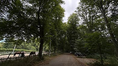 Tree lined road beside horse paddock in lush green woodland with parked