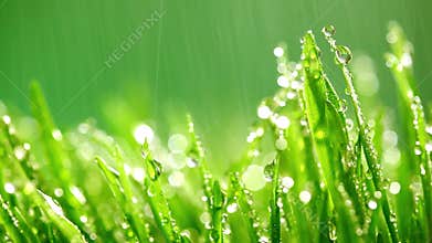 Green grass under the rain