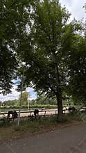 Tall green trees over horse paddock beside quiet paved path under cloudy