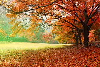 Red leaf seasons