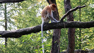 Spying and walking proboscis monkey