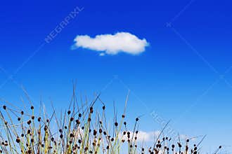 Grass against blue summer sky