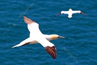 Northern Gannets at Cape St. Mary , Newfoundland, Canada