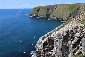 Gannet colony at Cape St. Mary , Newfoundland, Canada