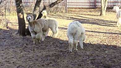 Mammals-camelids - Alpaca