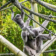 Family of Silvery gibbon, Hylobates moloch in a German park