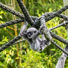 Silvery gibbon baby, Hylobates moloch in a German park