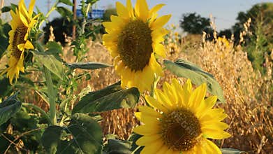 Texas Sunflower Fields