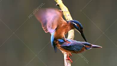 Common Kingfishers mating