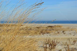 Beach Flora