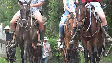 Horseback Riding, Horses, Animals