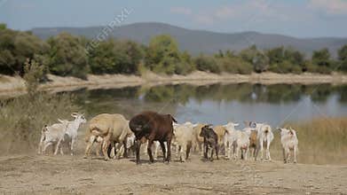 Herd of goats and sheep running to the pond