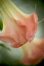 Pastel Colored Flower