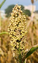 Indian meadows -Jowar rabbi crop