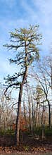 Vertical Pine Panorama