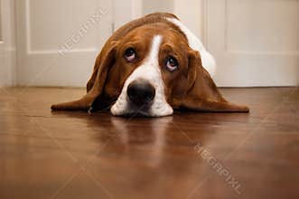 Basset hound rolling its eyes