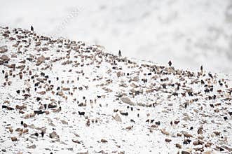 Animals returning from grazing in areas of high Karakoram Mountains