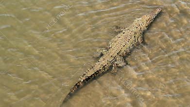 American Crocodile 2
