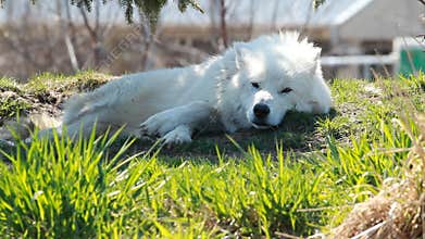 Arctic Wolf 2