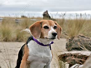 Beagle dog on beach