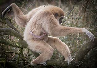 Lar gibbon