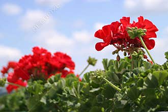 Red Geranium Flowers Blooming